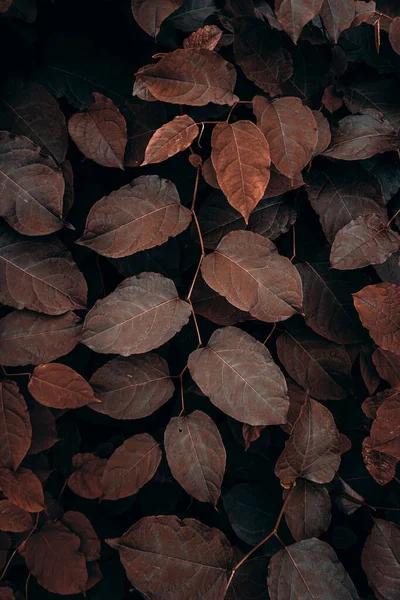 Листя Коричневої Рослини Природі Осінній Сезон Осінні Кольори — стокове фото