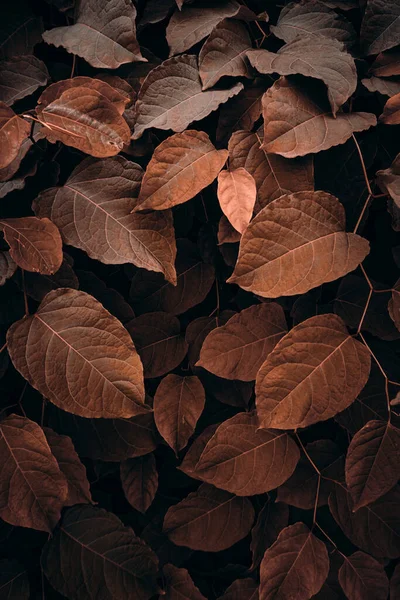 Bruine Plant Bladeren Natuur Herfst Seizoen Herfst Kleuren — Stockfoto
