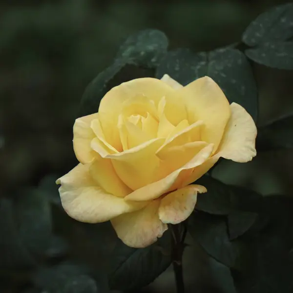 Romantic Yellow Rose Flower Valentine Day — Photo