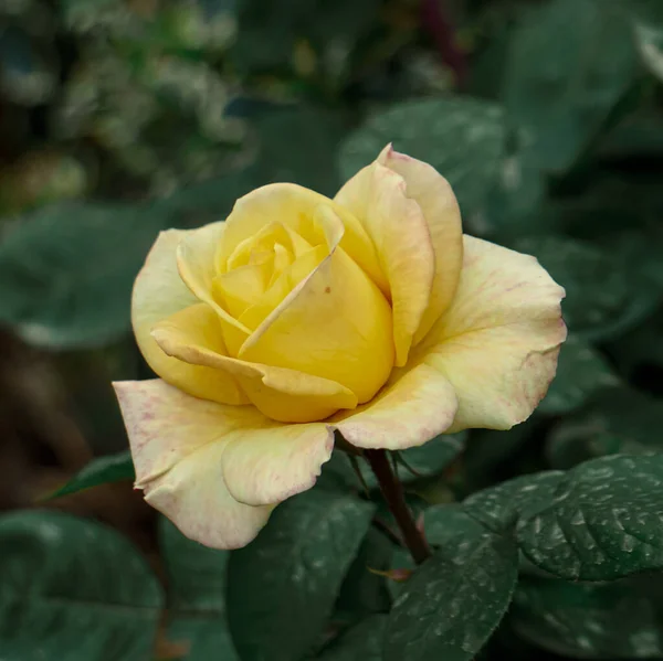Romantic Yellow Rose Flower Valentine Day — Stock Photo, Image