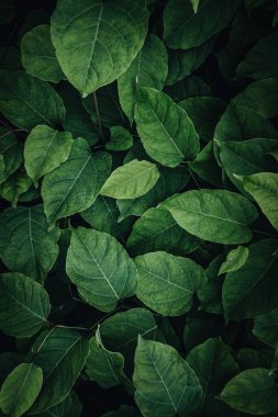 yeşil yapraklar bahar mevsiminde doğada, yeşil arkaplan 