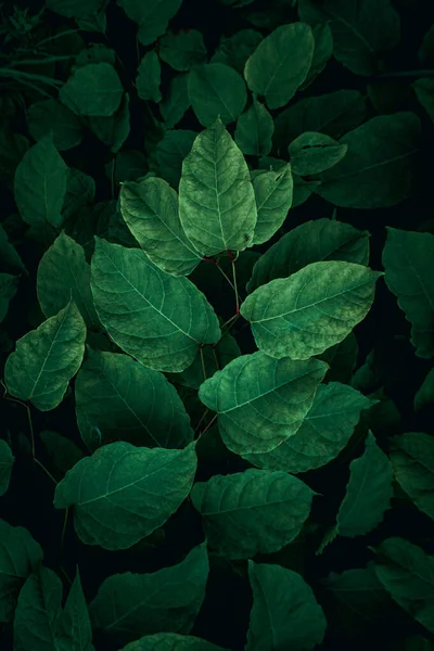 Πράσινα Φύλλα Φυτών Στη Φύση Την Άνοιξη Πράσινο Φόντο — Φωτογραφία Αρχείου