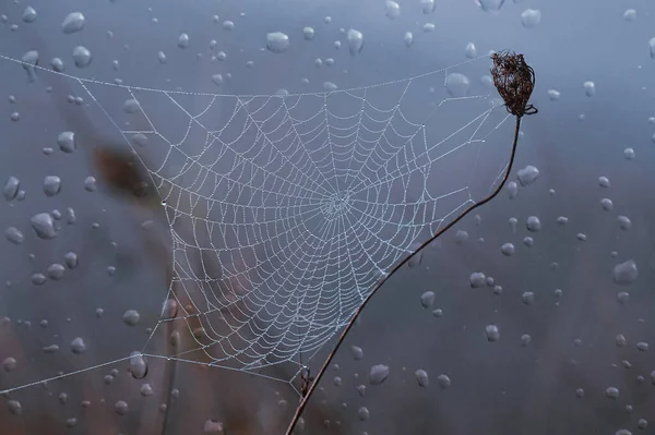 Pajęczyna Krople Deszczu Sezonie Jesiennym — Zdjęcie stockowe