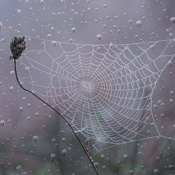 Spider Web Raindrops Autumn Season — Photo