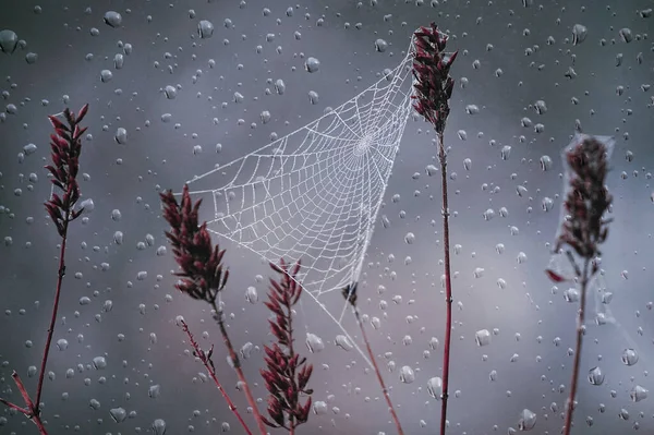 Spinnennetz Und Regentropfen Herbst — Stockfoto
