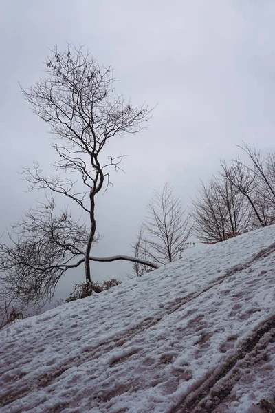 겨울철 지역의 — 스톡 사진