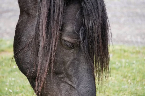 Ritratto Cavallo Nero Temi Animali — Foto Stock