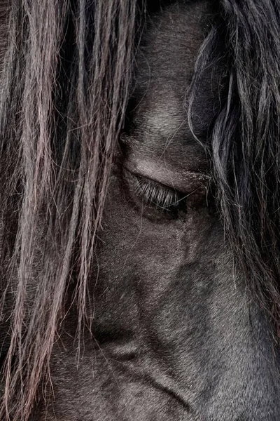 black horse portrait, animal themes