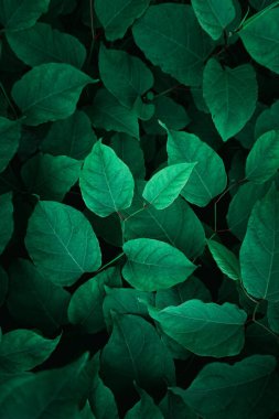 yeşil yapraklar bahar mevsiminde doğada, yeşil arkaplan 