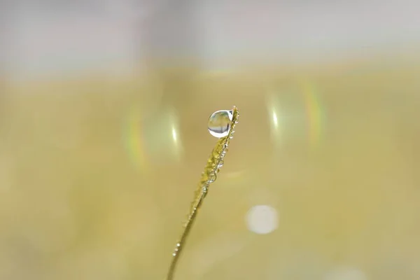 Tropfen Auf Das Gras Der Regenzeit Frühling — Stockfoto