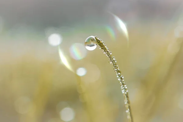 Drop Grass Rainy Season Spring — стоковое фото