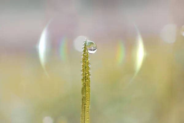 Tropfen Auf Das Gras Der Regenzeit Frühling — Stockfoto