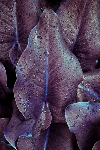 Gotas Las Hojas Planta Púrpura Jardín Primavera — Foto de Stock