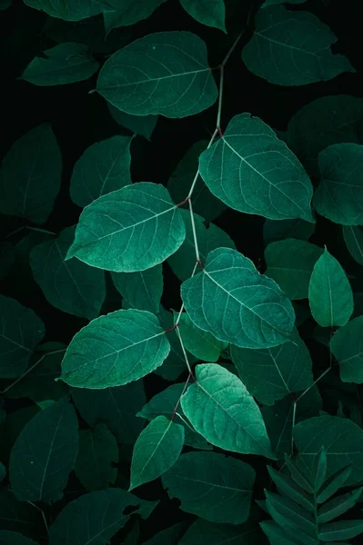 green plant leaves in the nature in spring season, green background 