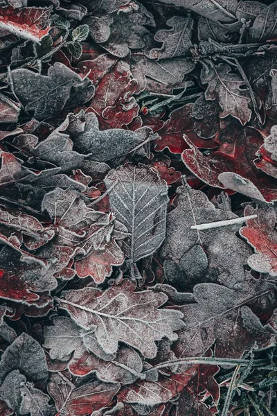 Kış Mevsiminde Donmuş Kahverengi Ağaç Yaprakları — Stok fotoğraf