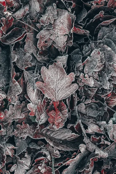 Folhas Árvores Marrons Congeladas Estação Inverno — Fotografia de Stock