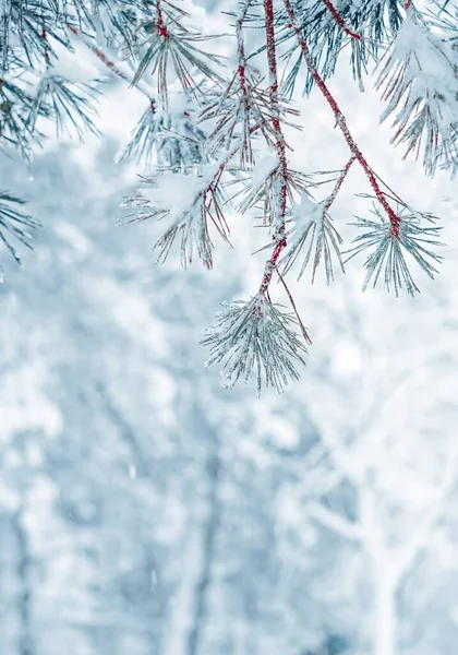 Sneeuw Dennenbladeren Het Winterseizoen — Stockfoto