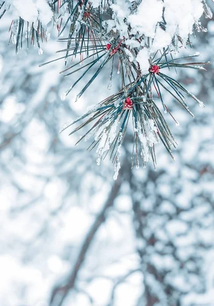Kış Mevsiminde Çam Ağaçlarına Kar Yağar — Stok fotoğraf