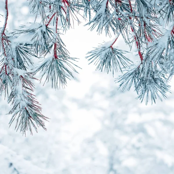 Sneeuw Dennenbladeren Het Winterseizoen — Stockfoto