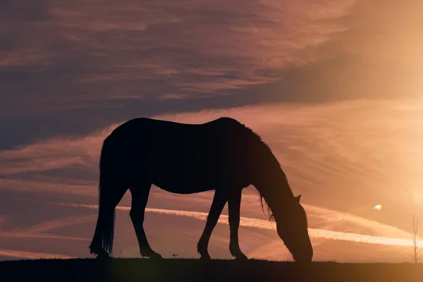 Кінь Силует Лузі Красивий Фон Заходу Сонця — стокове фото