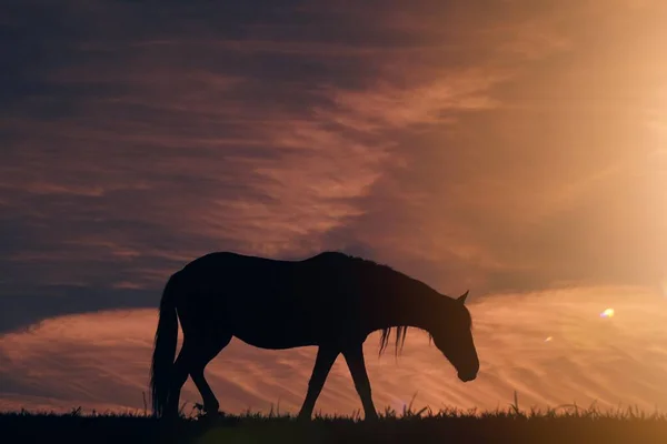 草地上的马轮廓和美丽的日落背景 — 图库照片