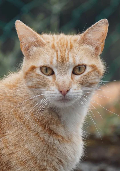 Kahverengi Kedi Portresi Kameraya Bakıyor — Stok fotoğraf