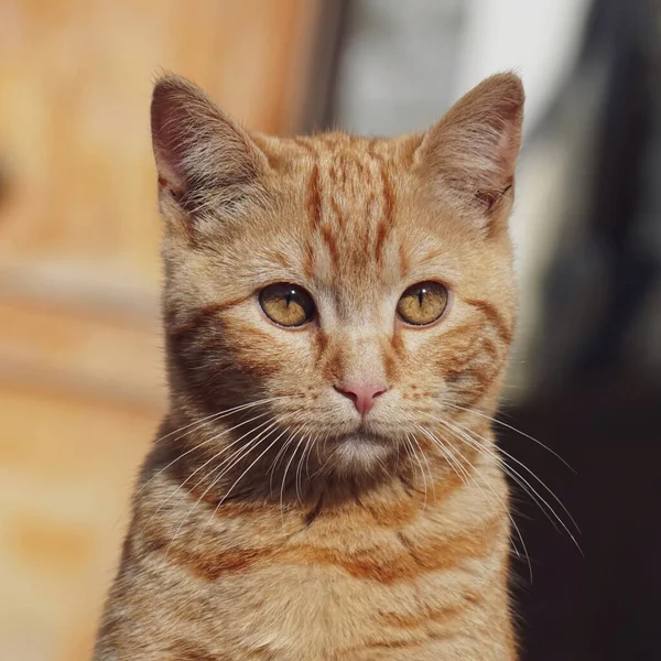 Коричневый Портрет Кошки Смотрящий Камеру — стоковое фото