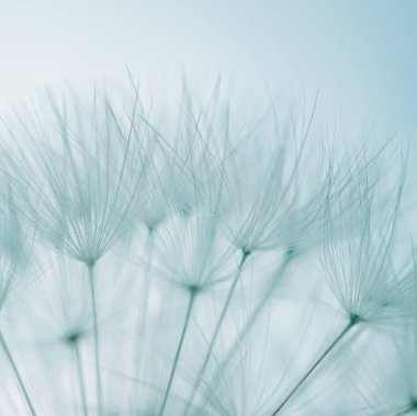 İlkbaharda güzel karahindiba tohumu 