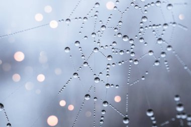 Örümcek ağı arkaplanına damla 