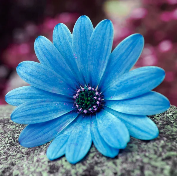 Romantic Blue Flower Springtime — Stock Photo, Image