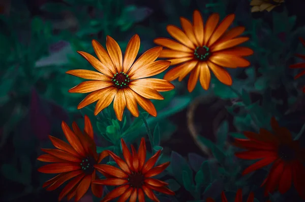 Beautiful Orange Flowers Springtime — Φωτογραφία Αρχείου
