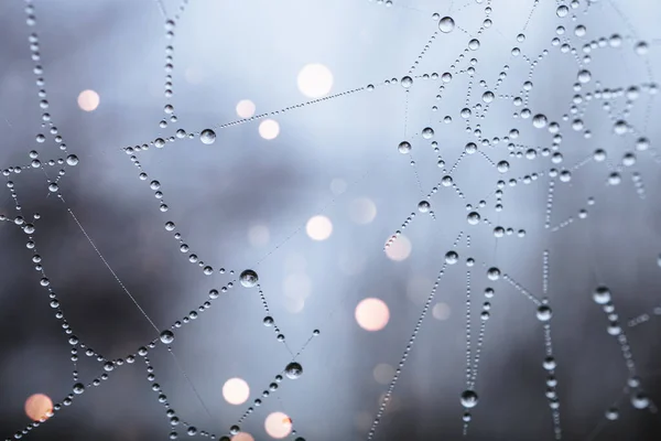 Drops Spider Web Background — Fotografia de Stock