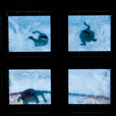 silhouettes of people swimming in the swimming pool, sport and recreation 