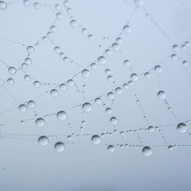 raindrops on the spider web in rainy days, abstract background 