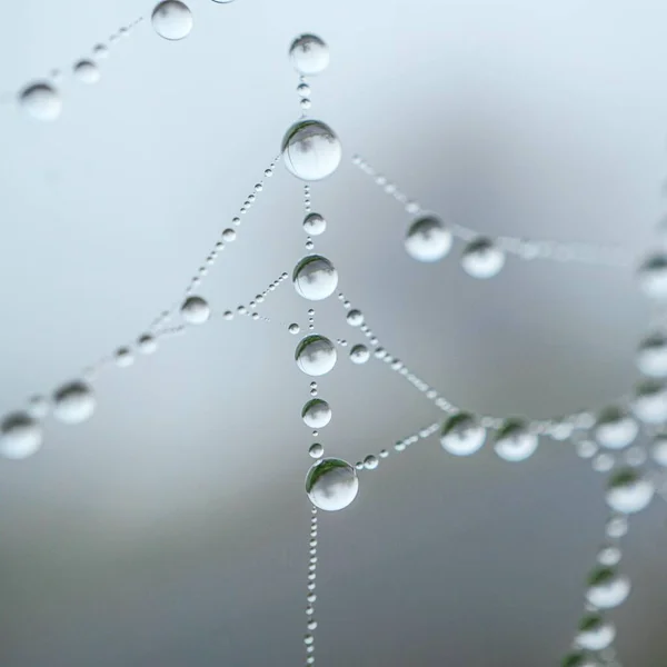 Raindrops Spider Web Rainy Days Abstract Background — Photo