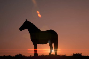               horse silhouette with a beautiful sunset background                  
