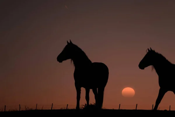 Horse Silhouette Beautiful Sunset Background — стоковое фото