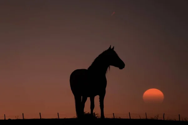 Horse Silhouette Beautiful Sunset Background — стоковое фото