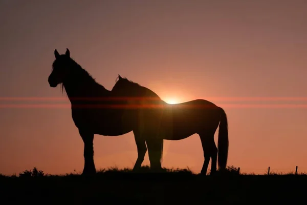 美丽落日背景的马轮廓 — 图库照片