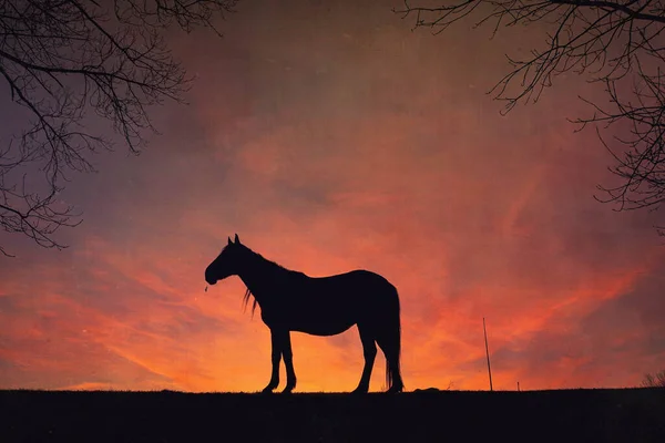 Кінь Силует Красивим Фоном Заходу Сонця — стокове фото