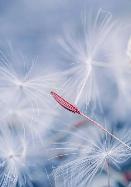 Красивые Одуванчики Семена Цветов Весенний Сезон — стоковое фото