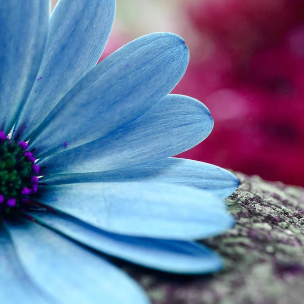 Romantic Blue Flower Garden Springtime — Stock Photo, Image