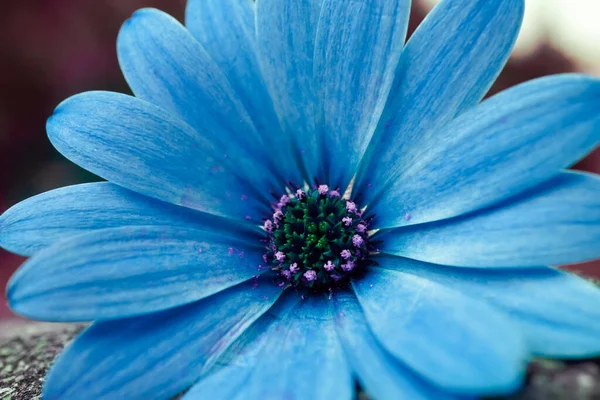 Romantic Blue Flower Garden Springtime — Stock Photo, Image