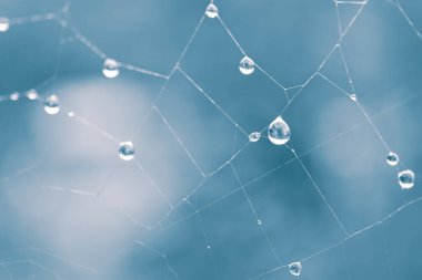             drops on the spider web in rainy days                    