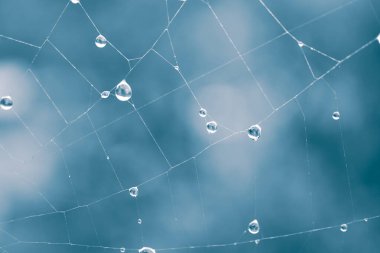             drops on the spider web in rainy days                    
