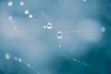             drops on the spider web in rainy days                    