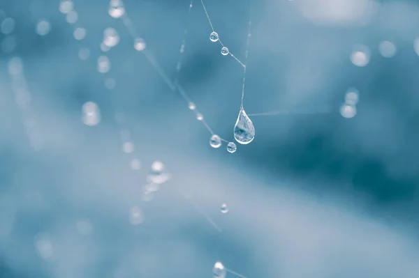 Drops Spider Web Rainy Days — Fotografia de Stock