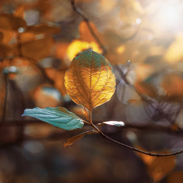 秋の紅葉 秋の紅葉 茶色の背景 — ストック写真