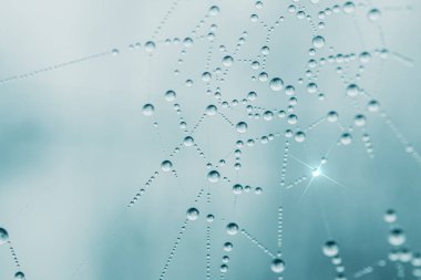 Yağmur mevsiminde örümcek ağına düşen su damlaları, mavi arkaplan 