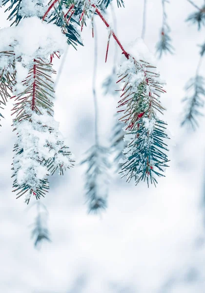 Kış Mevsiminde Çam Ağacının Yapraklarına Kar Yağar Beyaz Arka Plan — Stok fotoğraf